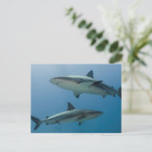 Caribbean Reef Shark Postkarte (Stehend Vorderseite)