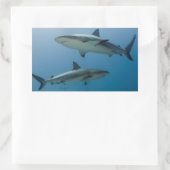 Caribbean Reef Shark Rechteckiger Aufkleber (Tasche)