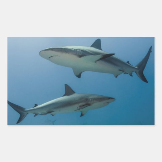 Caribbean Reef Shark Rechteckiger Aufkleber (Vorderseite)