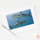 Caribbean Reef Shark Rechteckiger Aufkleber (Umschlag)