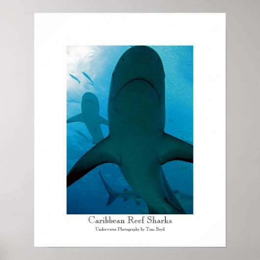 Caribbean Reef Sharks Poster (Vorne)