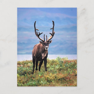 Caribbean Reindeer   Denali National Park, Alaska Postkarte