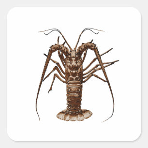 Caribbean Spiny Lobster Quadratischer Aufkleber