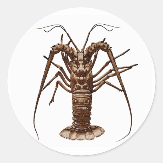 Caribbean Spiny Lobster Runder Aufkleber (Vorderseite)