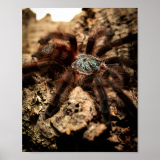 Caribena Versicolor Pink Toe Tarantula Poster