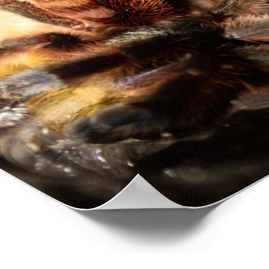 Caribena Versicolor Pink Toe Tarantula Poster (Ecke)