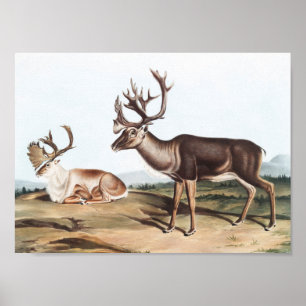 Caribou, American Rein Deer (Tarandus furcifer) Poster