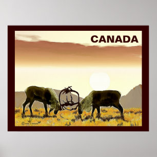 Caribou Duel - Canada Poster