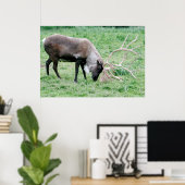 Caribou with Large Antlers Poster (Heimbüro)