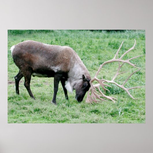 Caribou with Large Antlers Poster (Vorne)