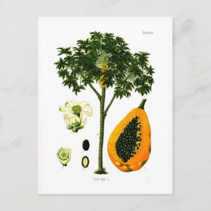 Carica papaya (Papaya) Postkarte