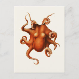 Carl Chun Vintag Octopus Illustration Marine Postkarte