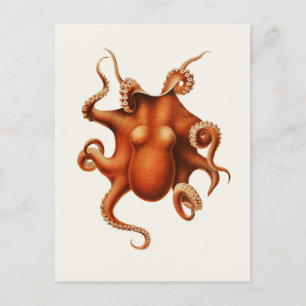 Carl Chun Vintage-Oktopus-Illustration Marine Postkarte
