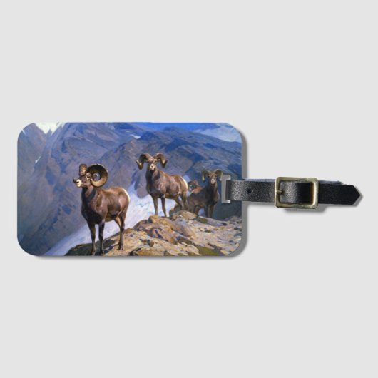 Carl Rungius Big Horn Sheep auf dem Wilcox Pass Gepäckanhänger (Vorderseite (Horizontal))