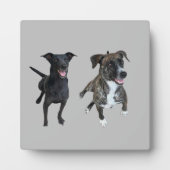 Carlos dogs fotoplatte (Vorderseite)