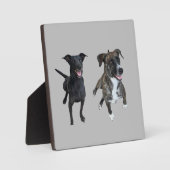 Carlos dogs fotoplatte (Vorderseite)