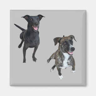 Carlos dogs magnet