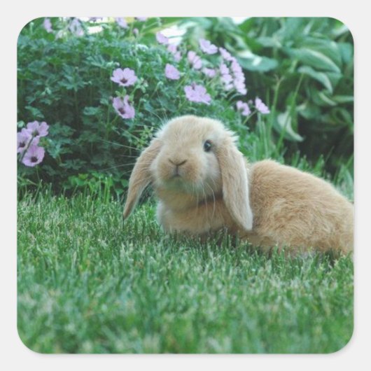 Carlos the Lop Eared Baby Bunny Quadratischer Aufkleber (Vorderseite)