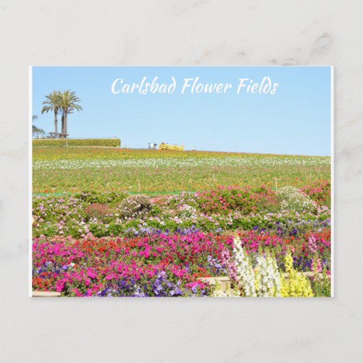 Carlsbad Blume Fields Postkarte (Vorderseite)