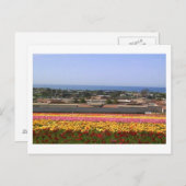 Carlsbad Blume Fields Postkarte (Vorne/Hinten)