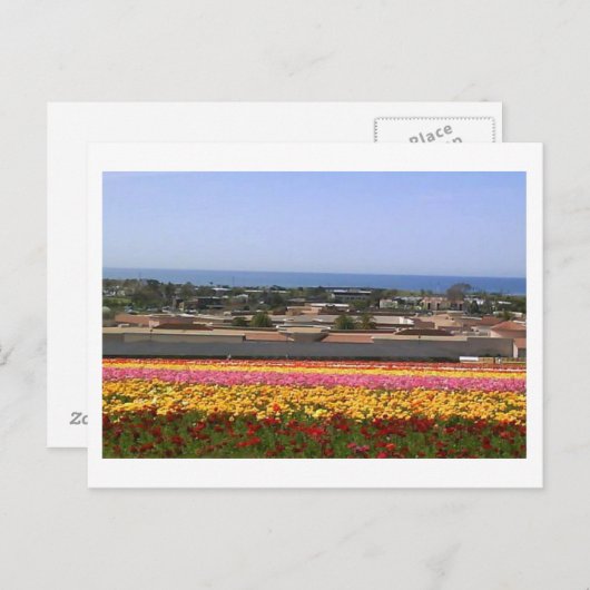 Carlsbad Blume Fields Postkarte (Vorne/Hinten)