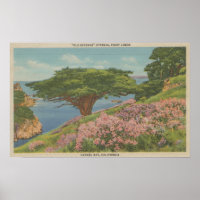Carmel Bay, CA - View of "Old Veteran" Tree