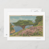 Carmel Bay, CA - View of "Old Veteran" Tree Postkarte (Vorne/Hinten)