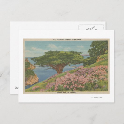Carmel Bay, CA - View of "Old Veteran" Tree Postkarte (Vorne/Hinten)