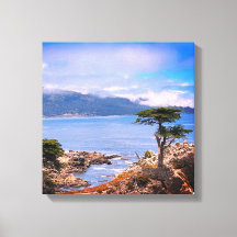 Carmel Lone Tree Stretched Canvas Print