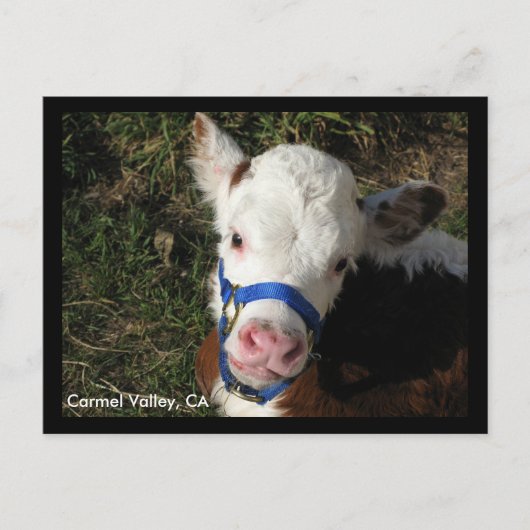 Carmel Valley, CA Postcard Postkarte (Vorderseite)