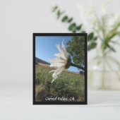 Carmel Valley Daisy Postcard Postkarte (Stehend Vorderseite)