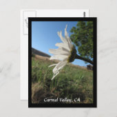 Carmel Valley Daisy Postcard Postkarte (Vorne/Hinten)