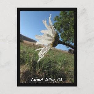 Carmel Valley Daisy Postcard Postkarte
