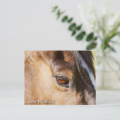 Carmel Valley Horse Eye Postcard Postkarte (Stehend Vorderseite)