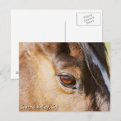 Carmel Valley Horse Eye Postcard Postkarte (Vorne/Hinten)
