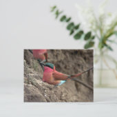 Carmine Bee-Eater Postkarte (Stehend Vorderseite)