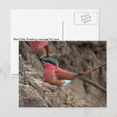 Carmine Bee-Eater Postkarte (Vorne/Hinten)