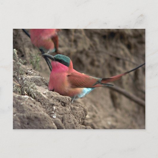 Carmine Bee-Eater Postkarte (Vorderseite)
