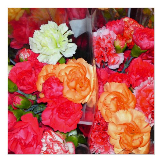 Carnation Blume Mix Perfektes Poster (Vorderseite)