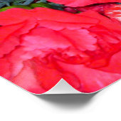 Carnation Blume Mix Perfektes Poster (Ecke)