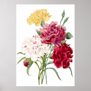 Carnation Blume Print von Pierre-Joseph Redouté Poster