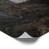 Carnation Lilie Rose Sargent Print Poster (Ecke)