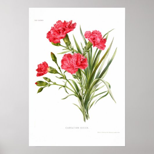 Carnation 'Queen' Poster (Vorne)