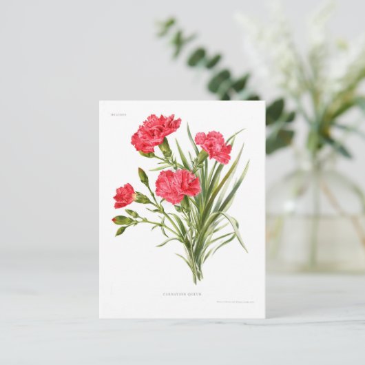 Carnation 'Queen' Postkarte (Stehend Vorderseite)