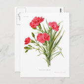 Carnation 'Queen' Postkarte (Vorne/Hinten)