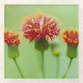 Carnation-Untersetzer - The Floral Collection Glasuntersetzer