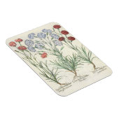 Carnationen: 1.Caryophyllus multiplex-Alben-Flora; Magnet (Rechte Seite)