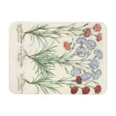 Carnationen: 1.Caryophyllus multiplex-Alben-Flora; Magnet (Horizontal)