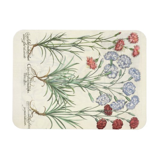 Carnationen: 1.Caryophyllus multiplex-Alben-Flora; Magnet (Horizontal)