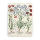 Carnationen: 1.Caryophyllus multiplex-Alben-Flora; Magnet (Vertikal)